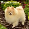Pomeranians 2024 Wall Calendar 2 Pomeranians 2024 Wall Calendar -Calendars Sales Store d29cbf12 7f63 40cb a672 934554817562