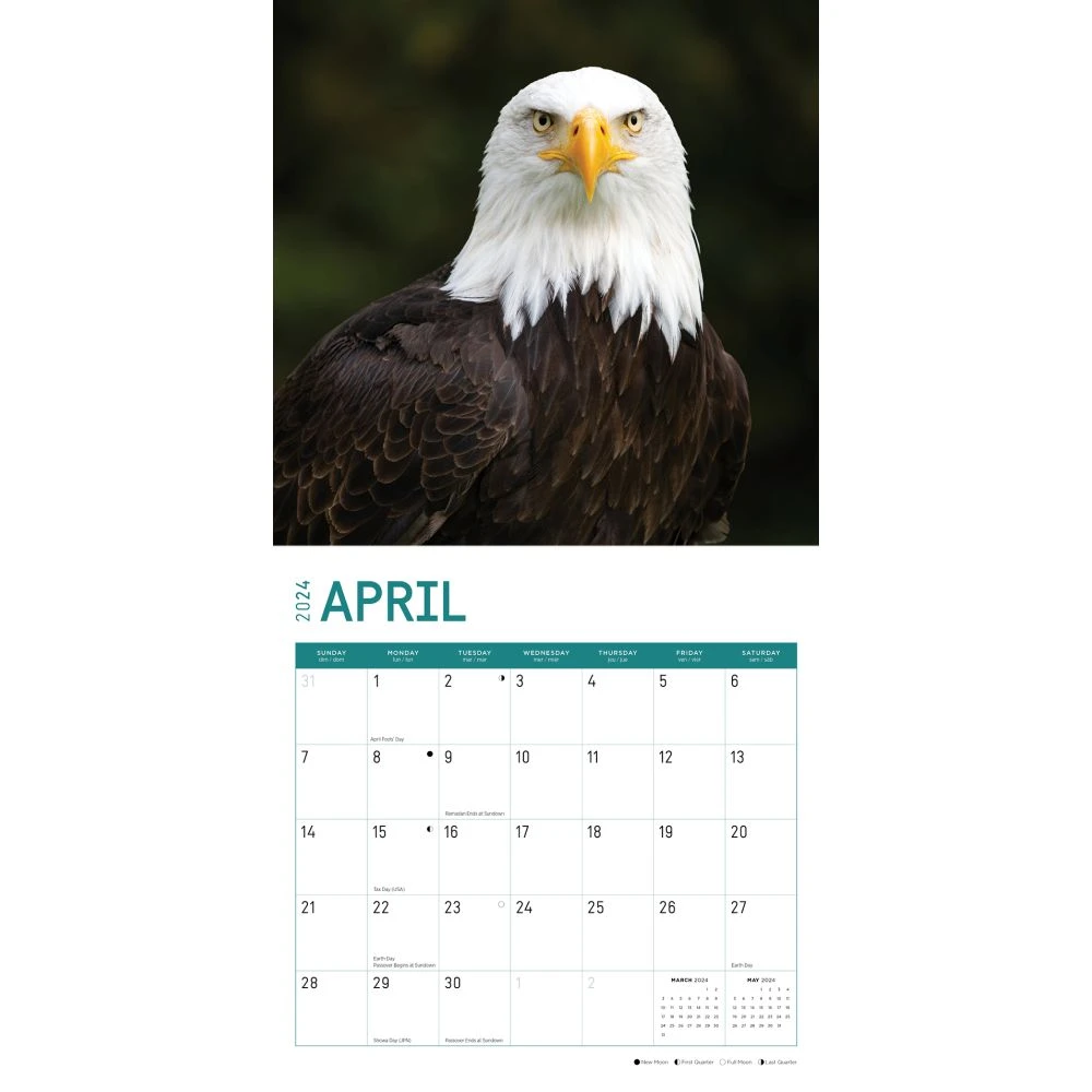 Bald Eagles 2024 Wall Calendar 5 Bald Eagles 2024 Wall Calendar - Image 3