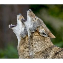 Wolves WWF 2024 Wall Calendar -Calendars Sales Store d3d118f8 349b 4b5f 93cd 2a07dfd75b25