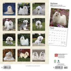 Maltese 2024 Wall Calendar -Calendars Sales Store d4a51f79 9224 416a 9593 59c5fb5079fe