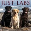 Just Labs 2024 Wall Calendar 2 Just Labs 2024 Wall Calendar -Calendars Sales Store d4d2f45b ed64 48a5 b876 6c898cfb8ba8