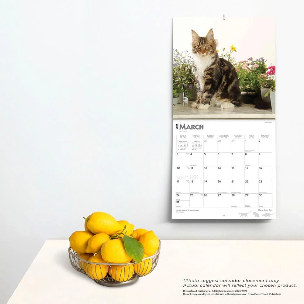 Maine Coon Cats 2024 Wall Calendar 6 Maine Coon Cats 2024 Wall Calendar - Image 4