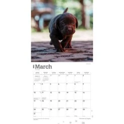 Chocolate Lab Retriever Puppies 2024 Wall Calendar -Calendars Sales Store da243da8 7887 4339 a24c e99040623eac