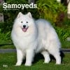 Samoyeds 2024 Wall Calendar 2 Samoyeds 2024 Wall Calendar -Calendars Sales Store da566c4b 4e06 458a a721 987b1daf9b49
