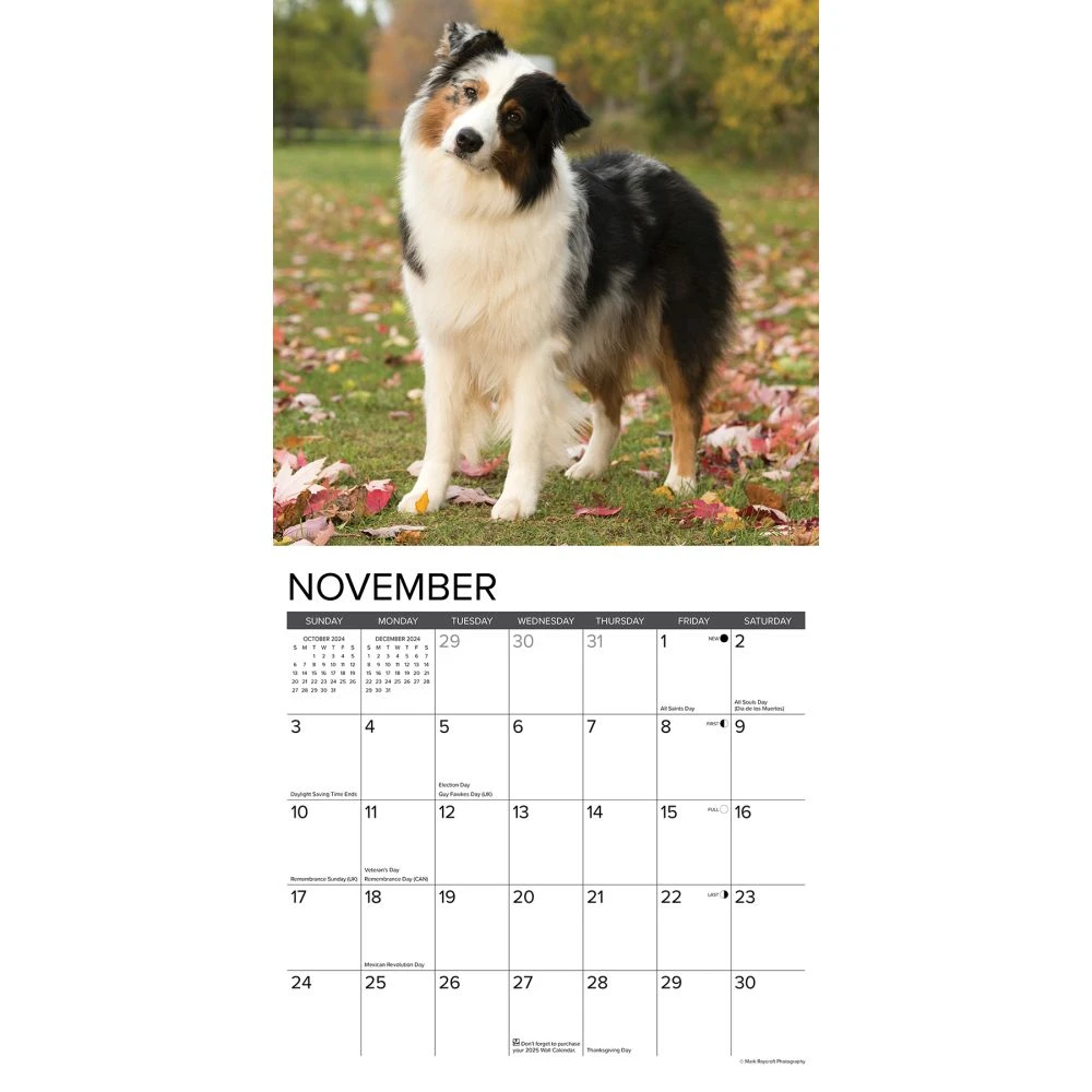 Just Australian Shepherds 2024 Wall Calendar 5 Just Australian Shepherds 2024 Wall Calendar - Image 3