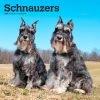 Schnauzers 2024 Wall Calendar -Calendars Sales Store db1e413d 8ae7 4b75 a779 1b6354eccf56