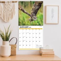 Birds Of Prey Photo 2024 Wall Calendar -Calendars Sales Store db42eda5 c08c 4901 9056 6ad79cca6326