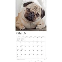 Pugs 2024 Wall Calendar -Calendars Sales Store db4c64d6 b1d2 48fb 9090 ac2ea3471adc