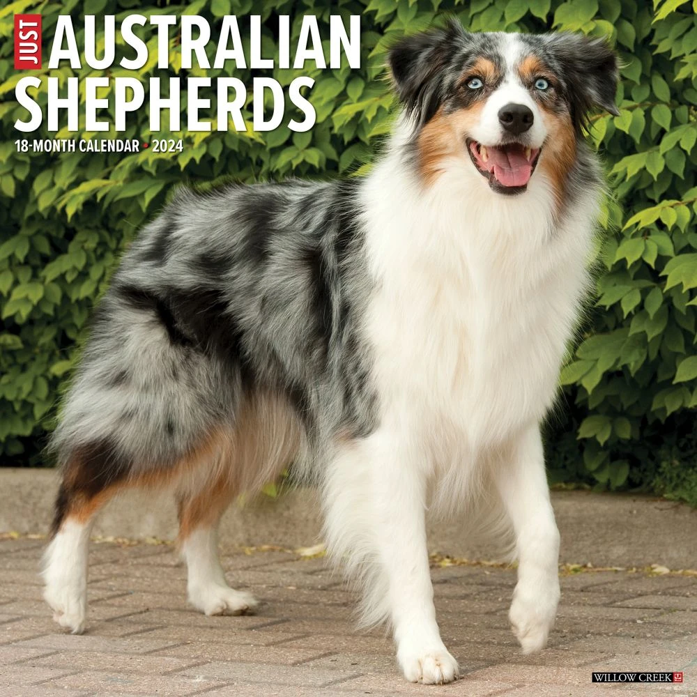 Just Australian Shepherds 2024 Wall Calendar 3 Just Australian Shepherds 2024 Wall Calendar