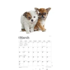 Chihuahua Puppies 2024 Wall Calendar 12 Chihuahua Puppies 2024 Wall Calendar -Calendars Sales Store dbfc6ea8 269f 49fb 9d90 46d9492487c7