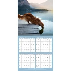 Golden Retrievers Photo 2024 Wall Calendar 18 Golden Retrievers Photo 2024 Wall Calendar -Calendars Sales Store e0192130 dc20 4b43 bd2d 07c045bfeff8
