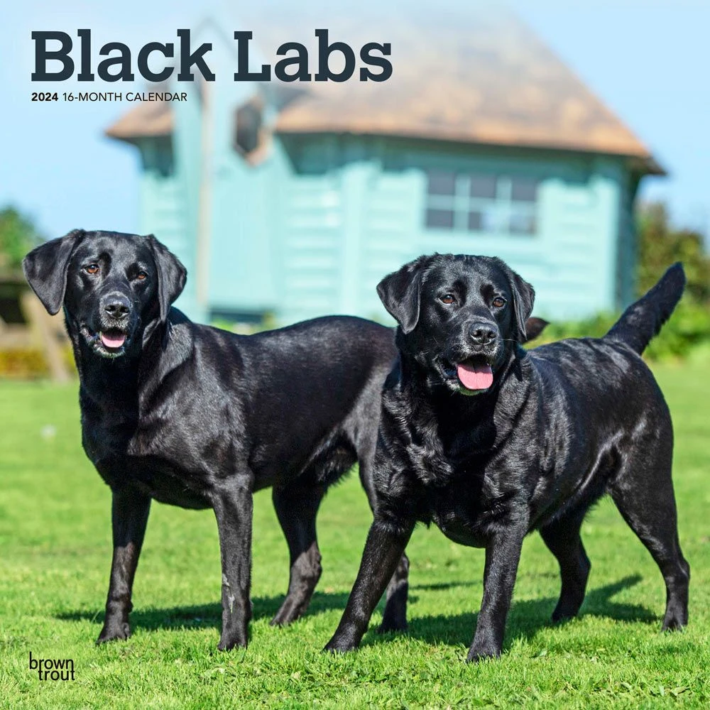 Black Lab Retriever 2024 Wall Calendar 3 Black Lab Retriever 2024 Wall Calendar