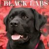 Just Black Labs 2024 Wall Calendar -Calendars Sales Store e16e9c21 c11d 4aad 8b6b d2f22108810b