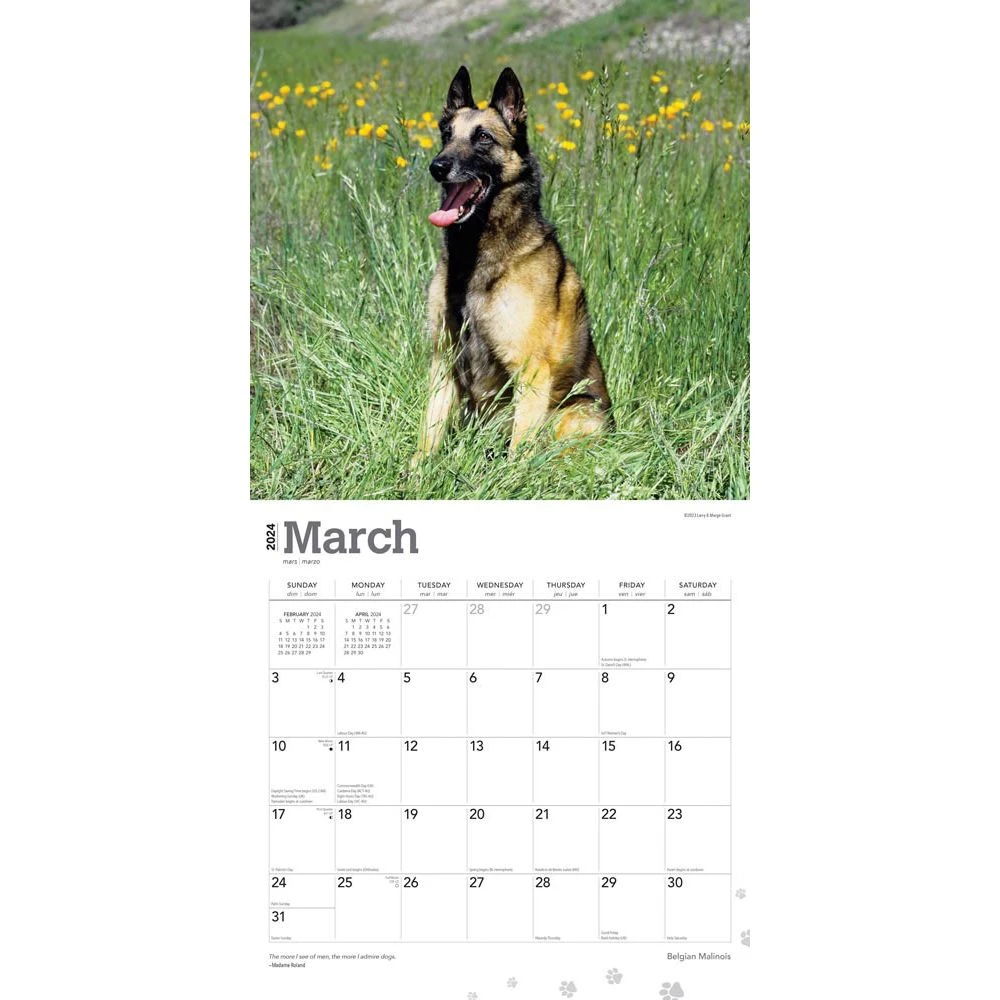 Belgian Malinois 2024 Wall Calendar 5 Belgian Malinois 2024 Wall Calendar - Image 3