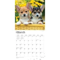 Welsh Corgis 2024 Wall Calendar -Calendars Sales Store e19eab37 b231 44e1 b7cd 9185cfc43618