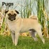 Pugs 2024 Wall Calendar