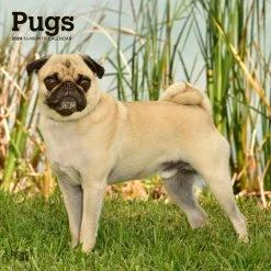 Pugs 2024 Wall Calendar