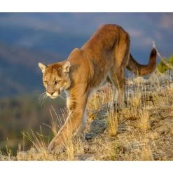 Wild Cats WWF 2024 Wall Calendar -Calendars Sales Store e4371a33 debc 451a b04c 12b55e05f38e