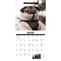 Doug The Pug 2024 Wall Calendar 9 Doug The Pug 2024 Wall Calendar -Calendars Sales Store e456e339 f66d 48f2 bb49 2cd69b0569ba