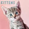 Kittens 2024 Wall Calendar 2 Kittens 2024 Wall Calendar -Calendars Sales Store e6cb03dd 67a7 40c9 986e 6781c911ceda