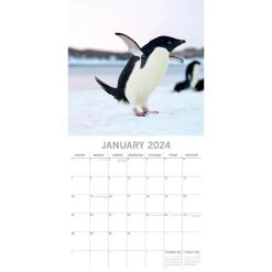 Penguins 2024 Wall Calendar -Calendars Sales Store e7ed8d51 3c8c 4d16 849f 9aa0bf454b28
