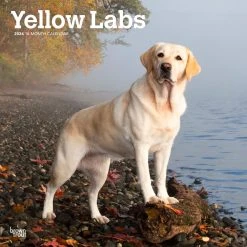 Yellow Lab Retriever 2024 Wall Calendar