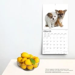 Chihuahua Puppies 2024 Wall Calendar 13 Chihuahua Puppies 2024 Wall Calendar -Calendars Sales Store e90da25d 246e 493d a2e2 70cfa709eaf0