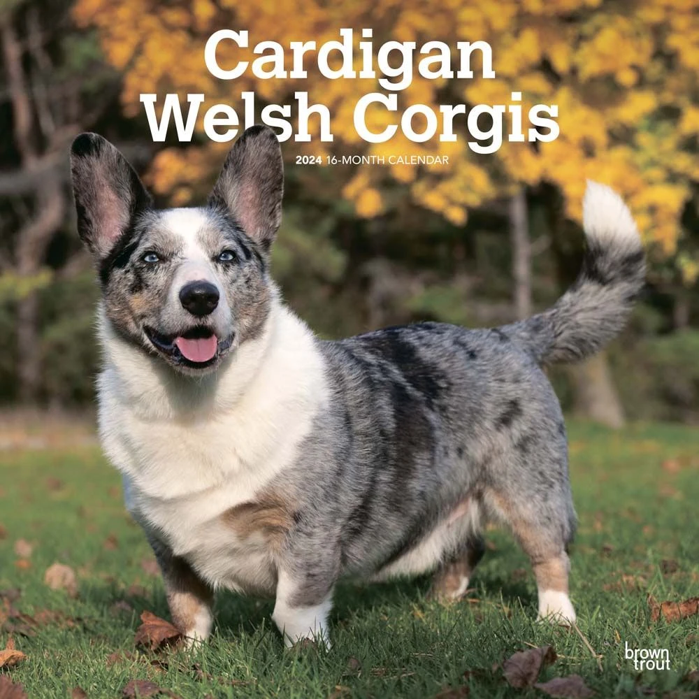 Welsh Corgis Cardigan 2024 Wall Calendar 3 Welsh Corgis Cardigan 2024 Wall Calendar