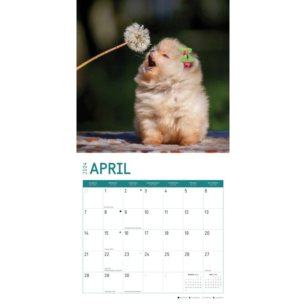 Pomeranian Puppies 2024 Wall Calendar 4 Pomeranian Puppies 2024 Wall Calendar - Image 2