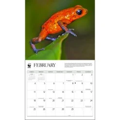 Frogs WWF 2024 Calendar -Calendars Sales Store ebb98284 33fa 4a01 9ebc c4c71617c813