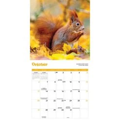 Squirrels 2024 Wall Calendar -Calendars Sales Store ec92dd94 5b89 411f 8984 592536661464