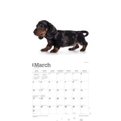 Dachshund Puppies 2024 Wall Calendar -Calendars Sales Store eddce0b9 3441 4836 a148 127731b4dcfd