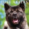 Just Akitas 2024 Wall Calendar -Calendars Sales Store edfdd5a7 f92f 4eea ac57 25991dacd102
