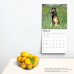 Belgian Malinois 2024 Wall Calendar 13 Belgian Malinois 2024 Wall Calendar -Calendars Sales Store ef66d42a 19e9 46be ad87 45e7f15a8bc6