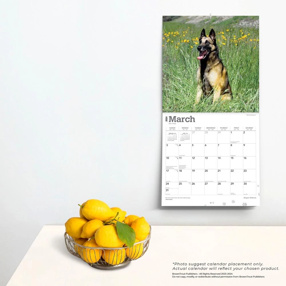 Belgian Malinois 2024 Wall Calendar 6 Belgian Malinois 2024 Wall Calendar - Image 4