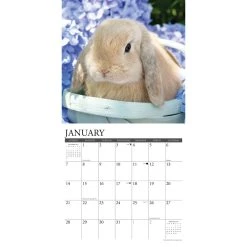 Bunnies 2024 Wall Calendar -Calendars Sales Store f0c8ba7f 0c5e 4f39 b38e 3c84af728fa6