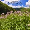 New York Wild And Scenic 2024 Wall Calendar -Calendars Sales Store f31c5751 8792 41e6 ac3d 9dfc045abebb