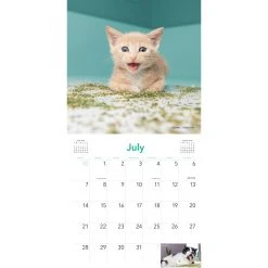 Cats On Catnip 2024 Wall Calendar -Calendars Sales Store f42dd2e8 4310 4e68 95d8 eb1c982bc5aa