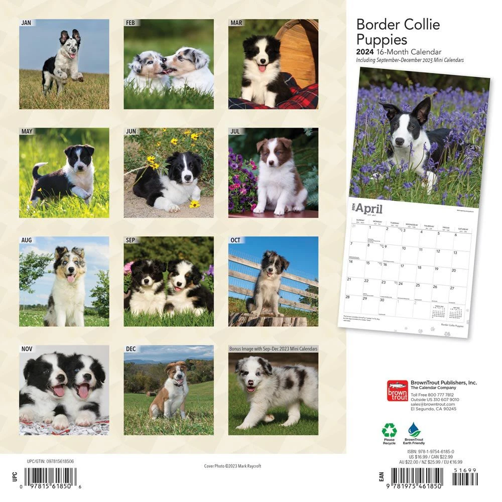 Border Collie Puppies 2024 Wall Calendar 4 Border Collie Puppies 2024 Wall Calendar - Image 2