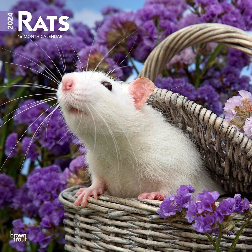 Rats 2024 Wall Calendar 3 Rats 2024 Wall Calendar