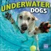 Underwater Dogs 2024 Wall Calendar -Calendars Sales Store f6d07591 75e7 48e8 abc7 bc3867be34e3