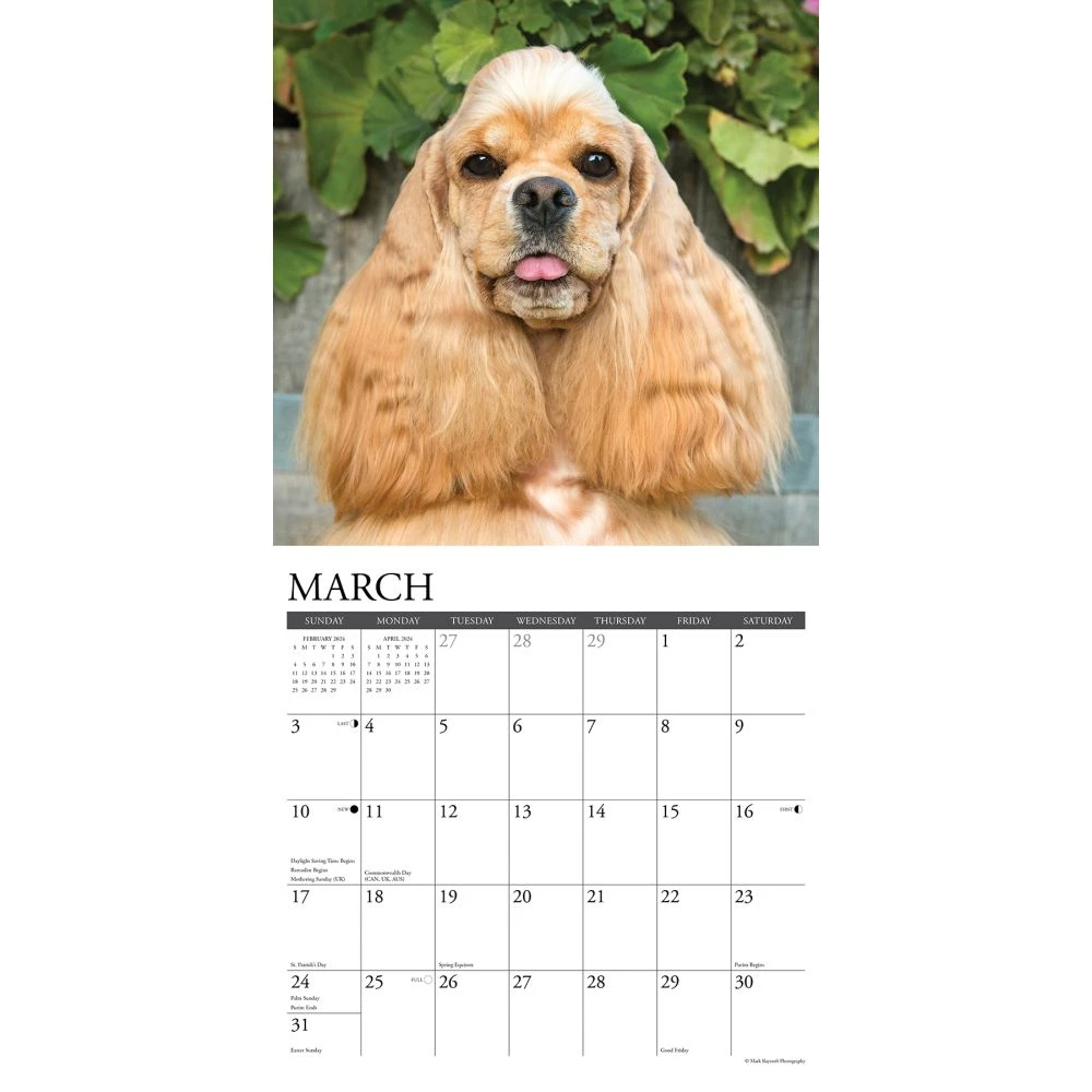 Just Cocker Spaniels 2024 Wall Calendar 5 Just Cocker Spaniels 2024 Wall Calendar - Image 3