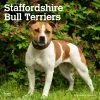 Staffordshire Bull Terriers 2024 Wall Calendar -Calendars Sales Store f7604597 8bfa 4468 9a2c f2ee1adf8a07