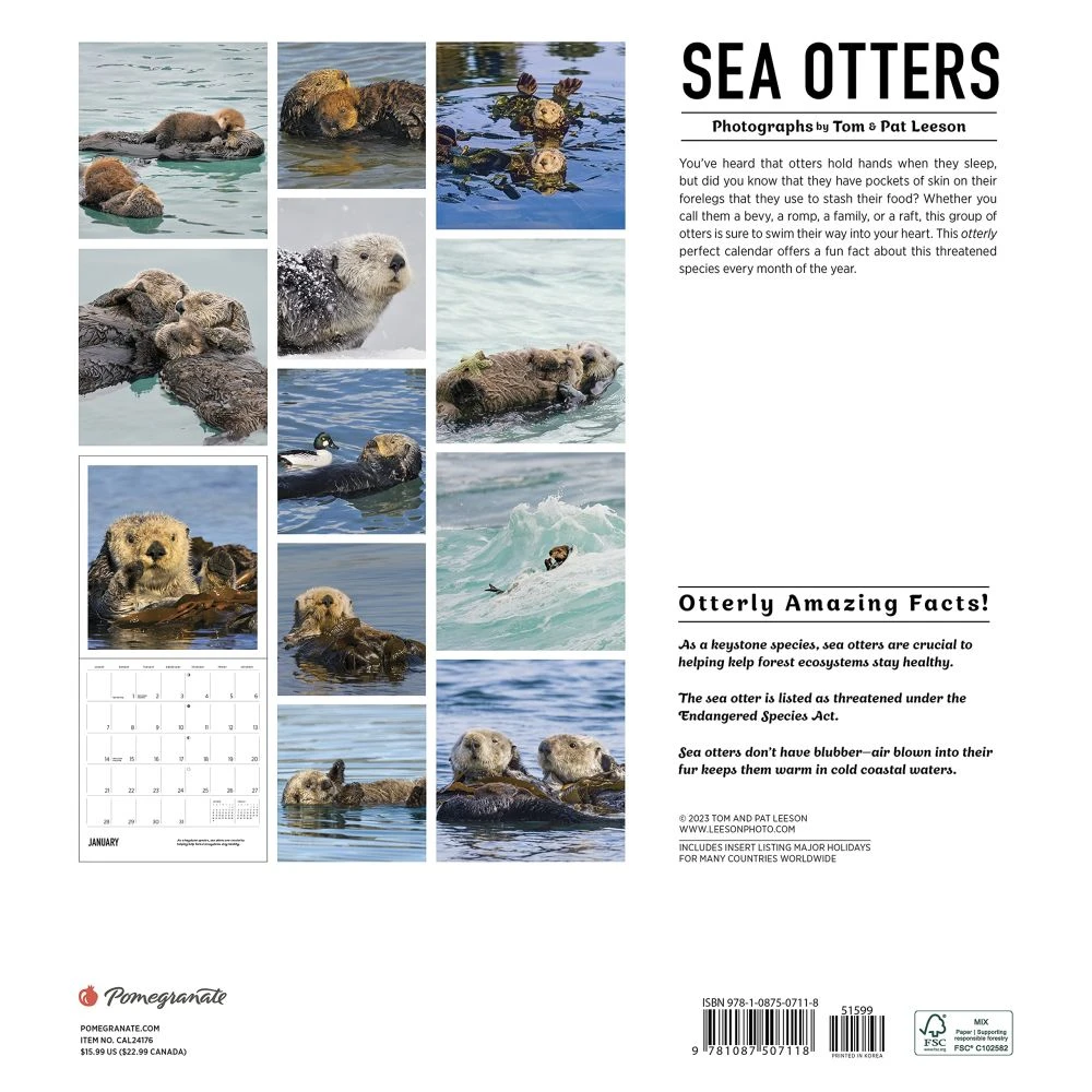 Sea Otters 2024 Wall Calendar 4 Sea Otters 2024 Wall Calendar - Image 2
