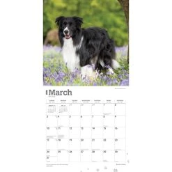 Border Collies 2024 Wall Calendar -Calendars Sales Store f92f23bf 7cd4 4a29 b318 50c08f9f81c1
