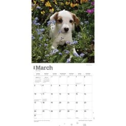 Jack Russell Terrier Puppies 2024 Wall Calendar -Calendars Sales Store f9b01b09 dd4a 4d69 b8c6 821043fadf1b