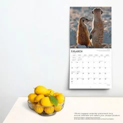 Meerkats 2024 Wall Calendar -Calendars Sales Store fb141e29 53b9 415d 97be 0c4c2f2bfecd