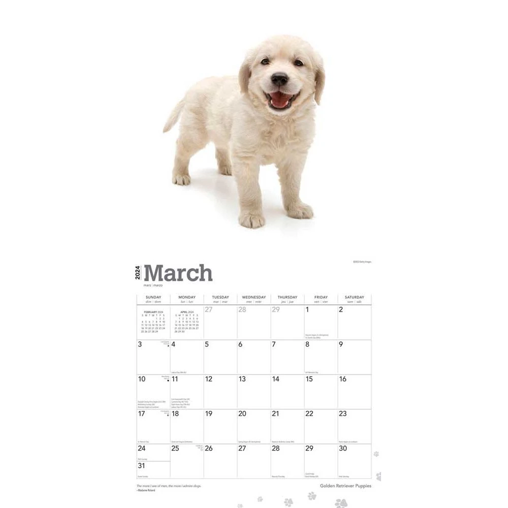 Golden Retriever Puppies 2024 Wall Calendar 5 Golden Retriever Puppies 2024 Wall Calendar - Image 3