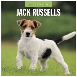Jack Russells 2024 Wall Calendar