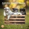 Australian Shepherd Puppies 2024 Wall Calendar -Calendars Sales Store fd10fd90 38b5 4487 ac0b 325d20b56d59